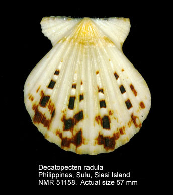 Decatopecten radula.jpg - Decatopecten radula(Linnaeus,1758)